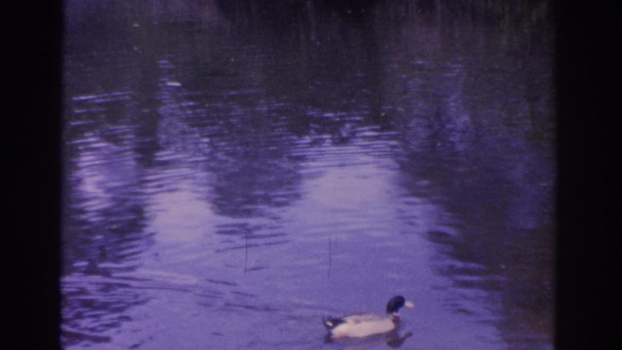 Mallard duck near the right side of a purple-toned pond frame.