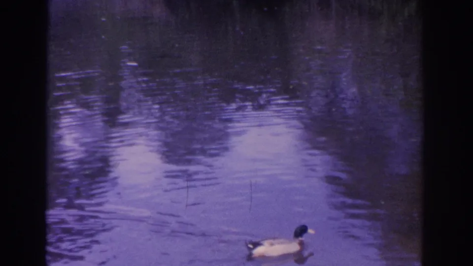 The mallard moves toward the edge of the frame on purple-tinted pond water, with soft reflections and 8mm frame borders visible.