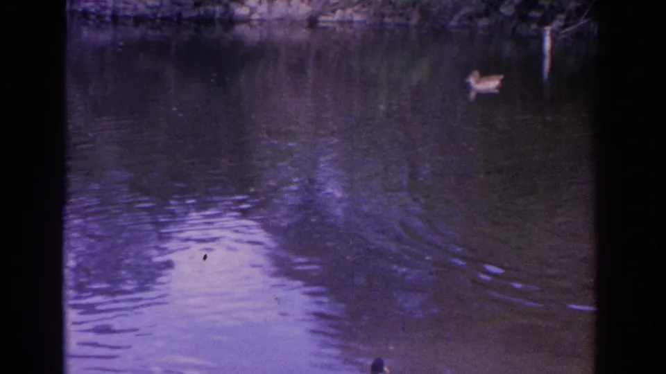 A duck appears farther across the pond, with a low shoreline, reflected vegetation, and visible film grain in the 1962 Florida footage.