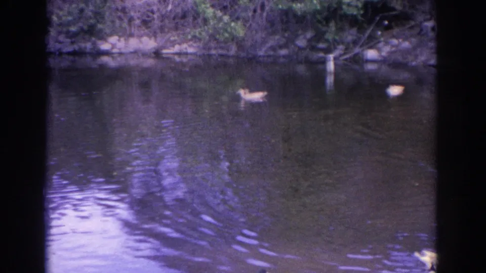 Two ducks are visible on the Florida pond, one near mid-frame and another near the right edge, with shrubs and water reflections behind them.