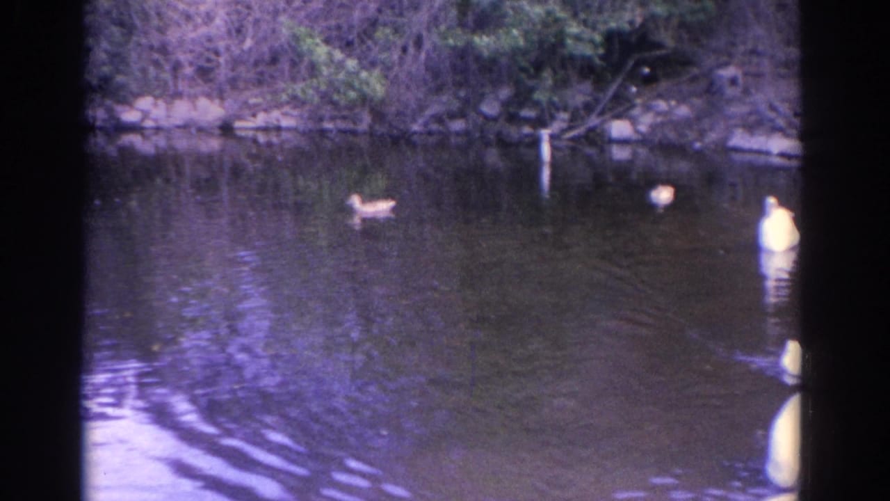 1962 Florida 8mm frame showing swans and ducks spread across a pond, with water reflections, shoreline rocks, and dense greenery.