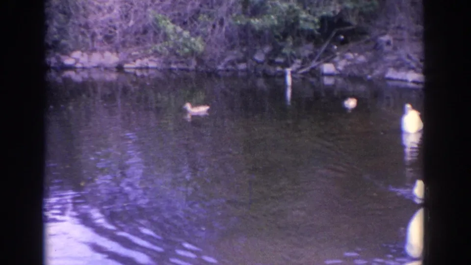 1962 Florida 8mm frame showing swans and ducks spread across a pond, with water reflections, shoreline rocks, and dense greenery.