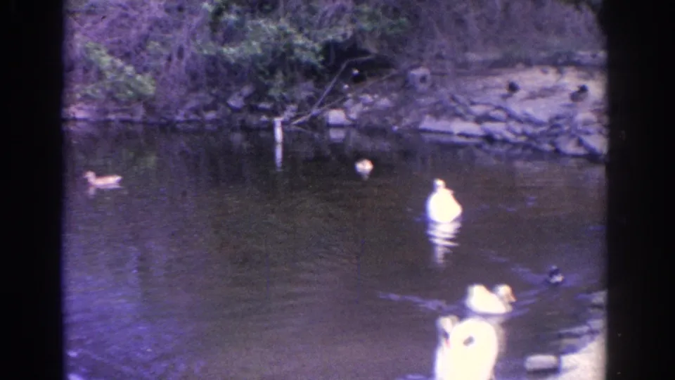 1962 Florida 8mm frame with pond wildlife, including white swans and ducks, seen across reflective water and a rocky green bank.
