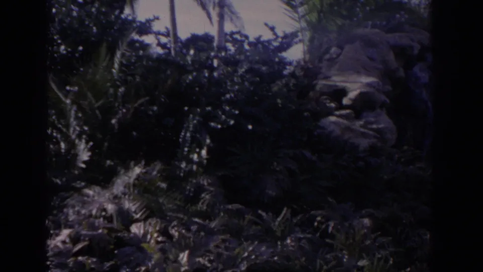 1962 Florida 8mm frame with a shadowed sculptural rock or grotto form among tropical-looking plants and trees.