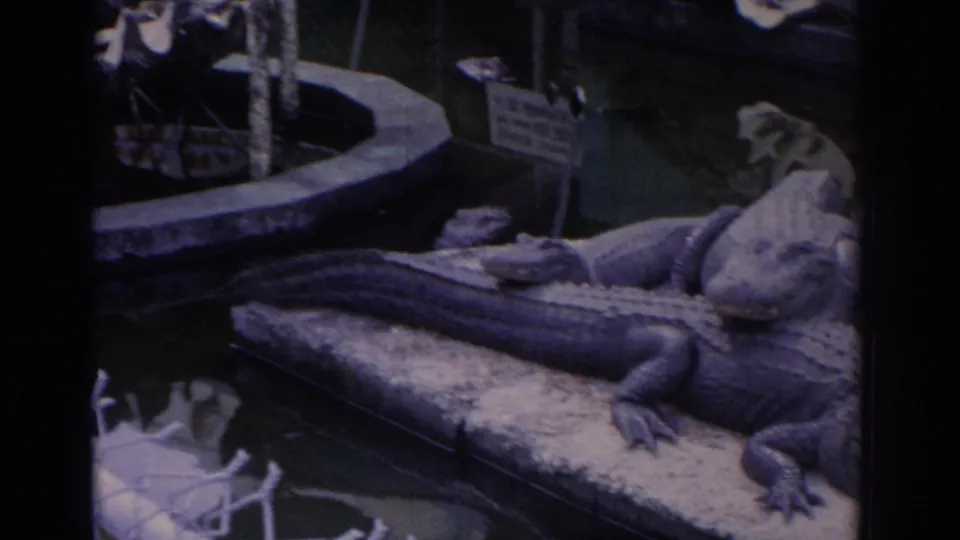 Several alligators lie on a raised concrete area beside water in a Florida roadside reptile enclosure.