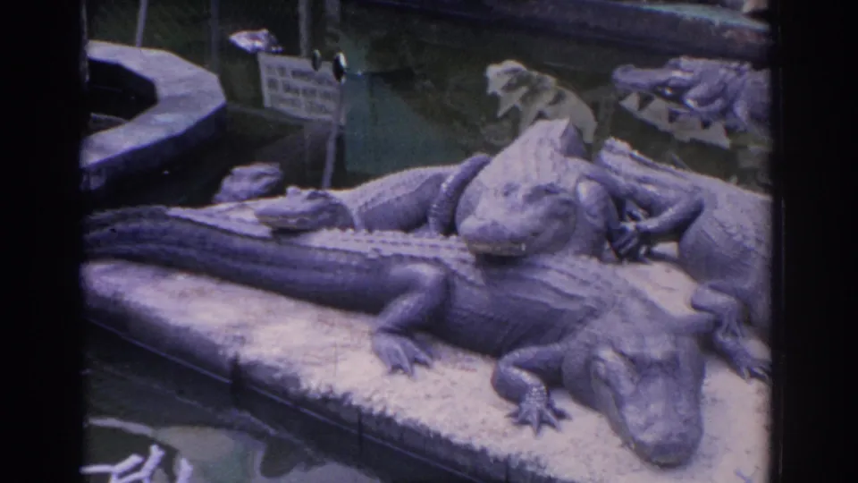 Alligators are clustered on a concrete platform in a shaded reptile exhibit, with water and a small sign behind them.