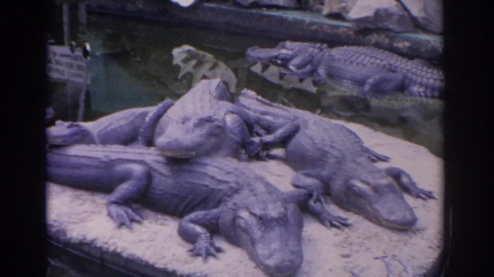 A closer home-movie view shows several alligators resting together on a concrete platform in the Florida enclosure.