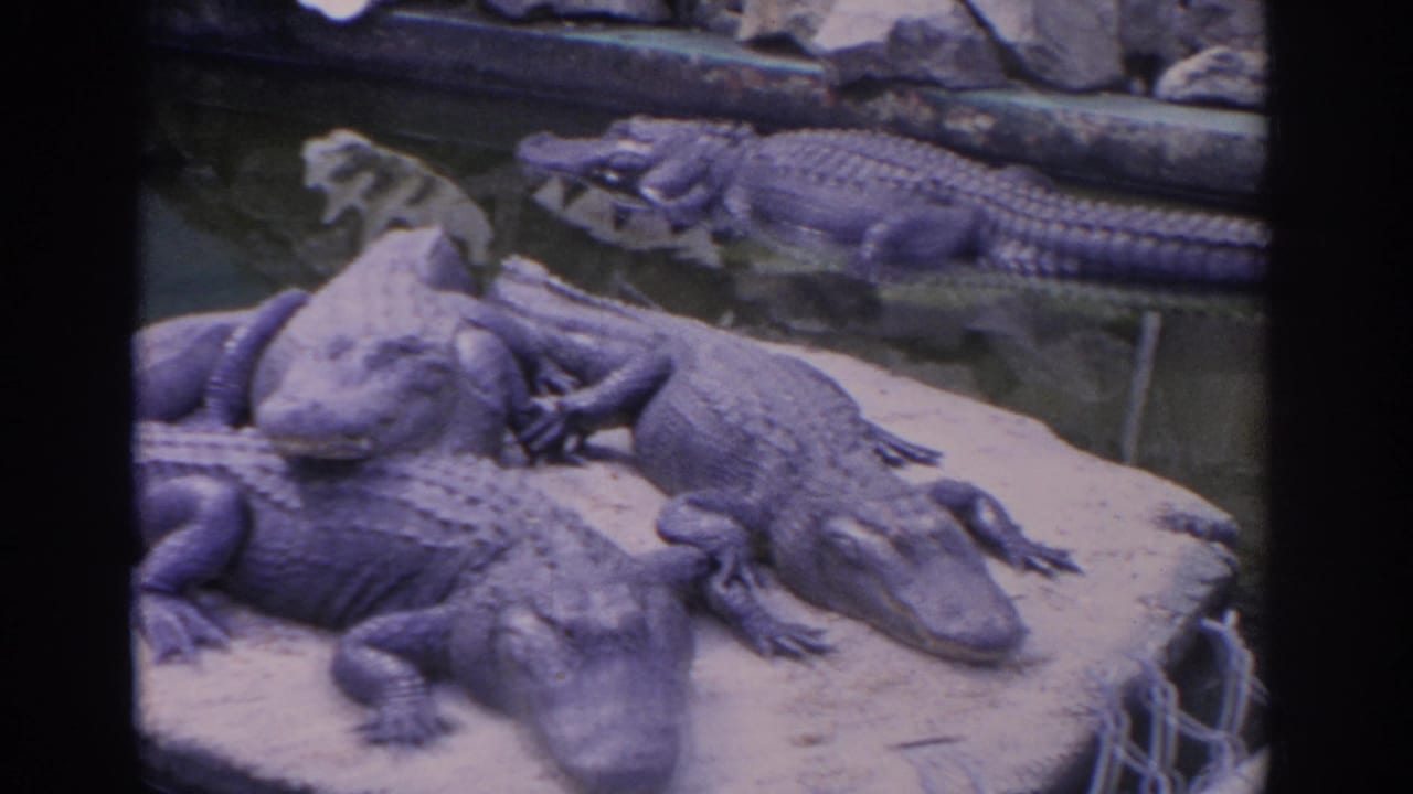 Several alligators resting on a concrete platform beside water.