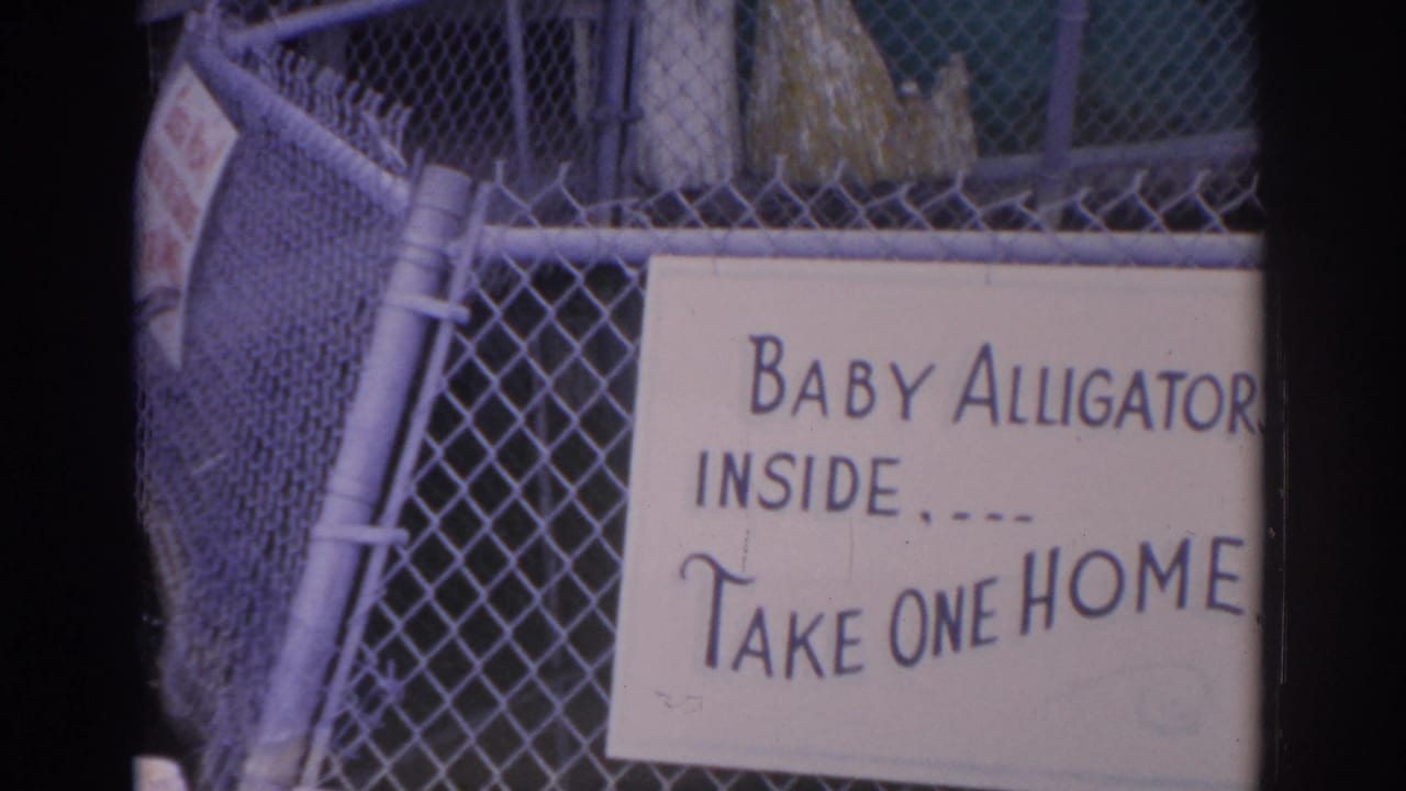 Handwritten sign on chain-link fence advertising baby alligators inside.