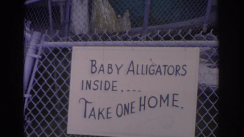 Close 1962 Florida frame of a handwritten sign reading "Baby Alligators Inside... Take One Home" on chain-link fencing.