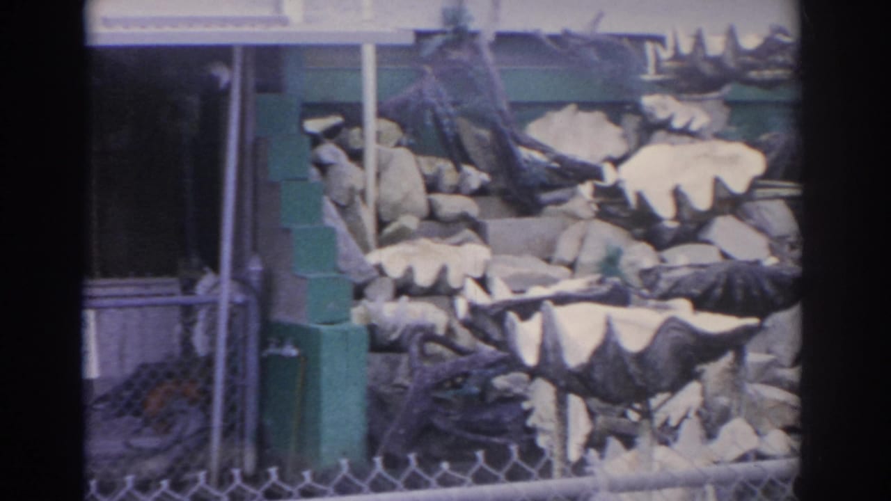 Large clam shells stacked in a decorative outdoor display behind fencing.