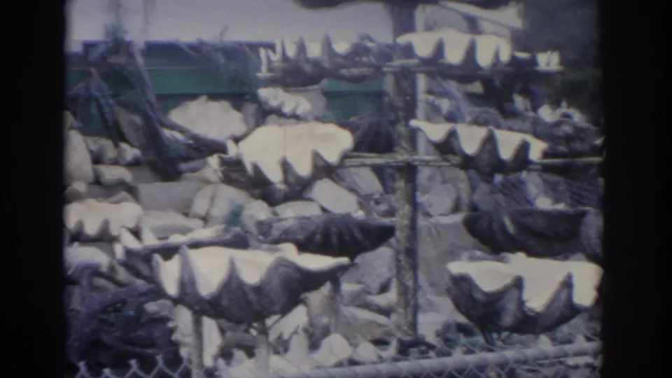 1962 Florida 8mm view of a dense shell collection, with large clam shells arranged over rough tiers behind chain-link fencing.