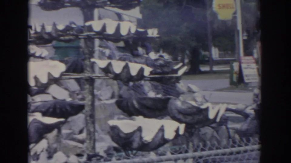 1962 Florida home-movie frame showing the shell display continuing toward a sidewalk and storefront area, with a partial roadside sign visible.
