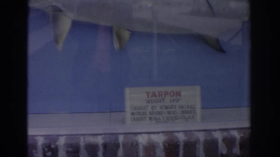 1962 Florida frame showing a mounted tarpon in a blue-backed display case with a readable placard below the fish.