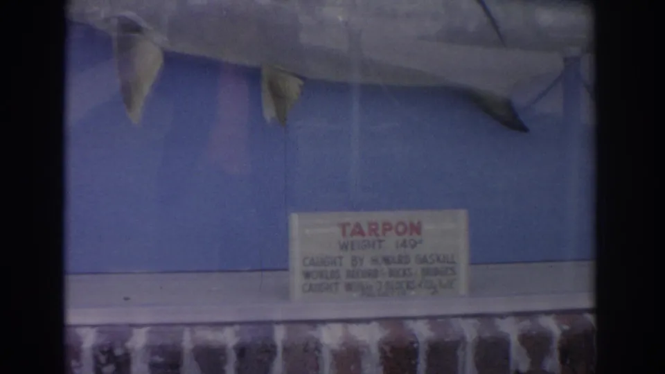 1962 Florida home-movie frame with the tarpon label centered below the mounted fish, showing weight and catch information through glass.