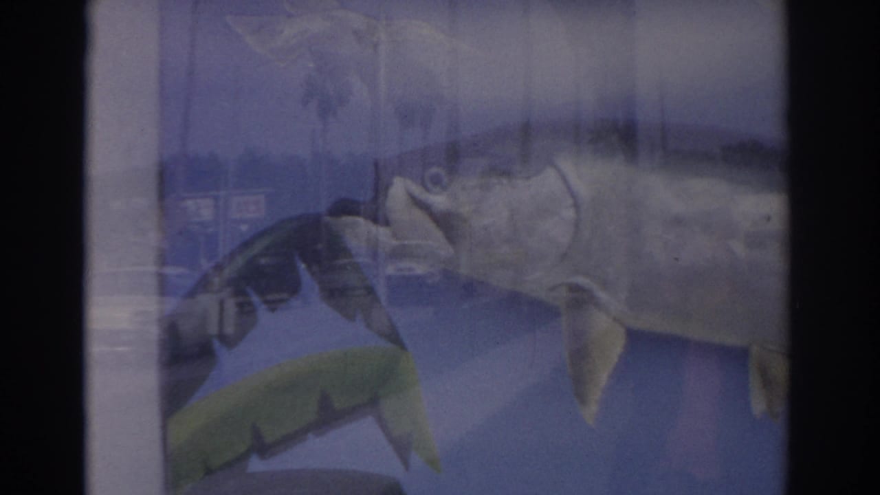 Mounted fish behind glass with blue backing and dark film borders.