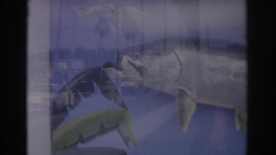 1962 Florida 8mm frame showing a preserved fish display behind reflective glass with a blue backdrop and green decoration.