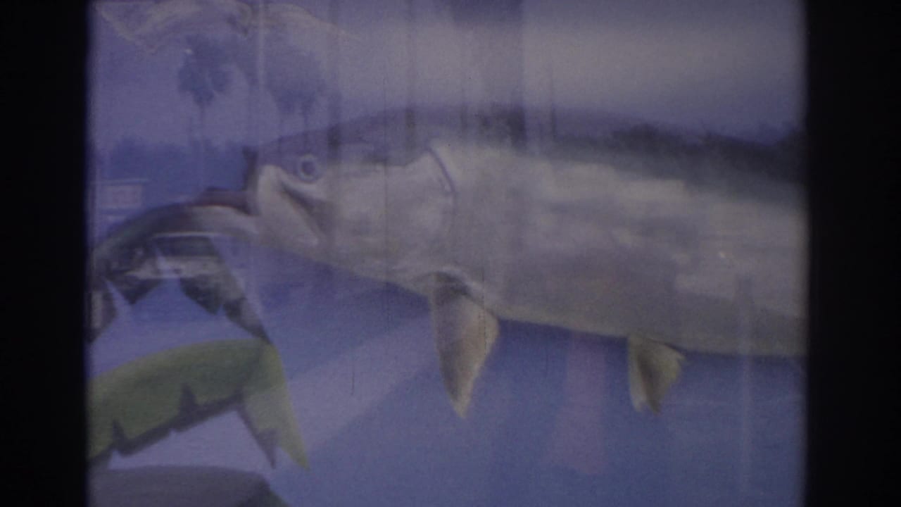 Close view of a preserved fish display with reflections on glass.