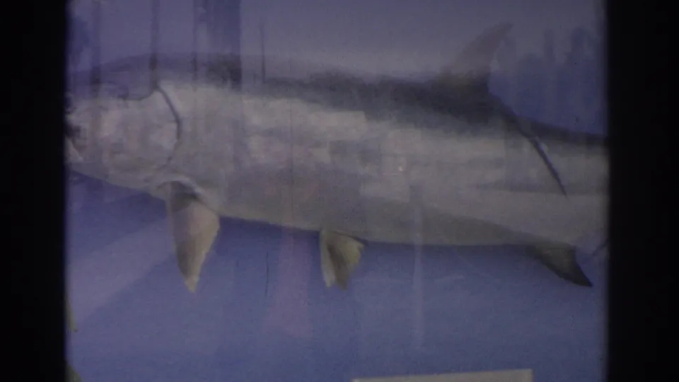8mm frame of the lower body of the preserved fish, with fins, blue backing, and heavy reflections across the case.