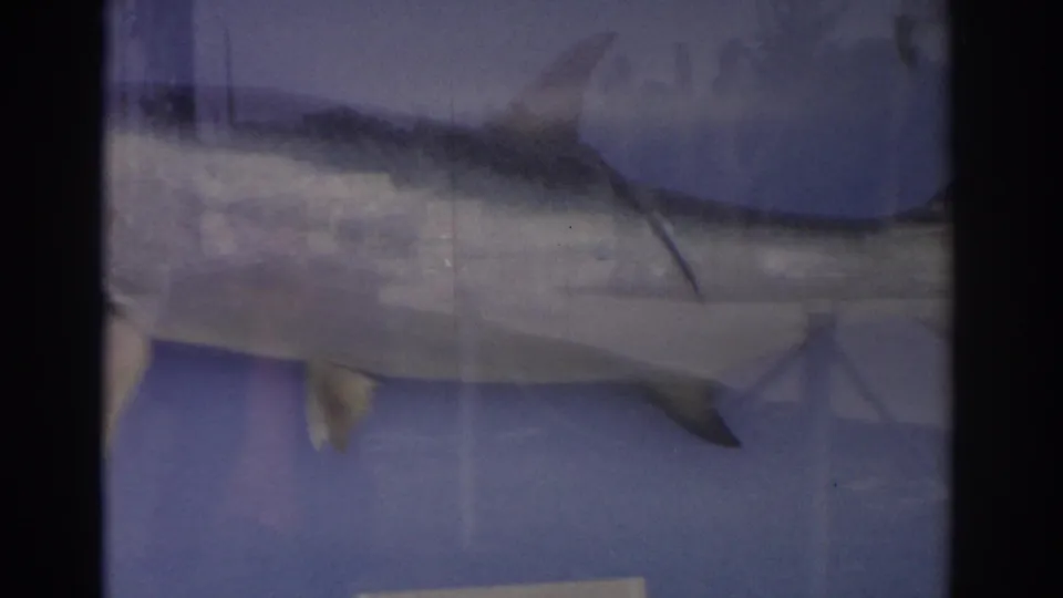 The final frame shows the fish tail and rear body behind glass, with blue backing and faint reflected exterior shapes.