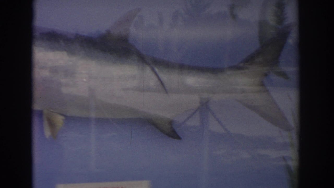 Large fish or shark display seen through a dark film frame edge.