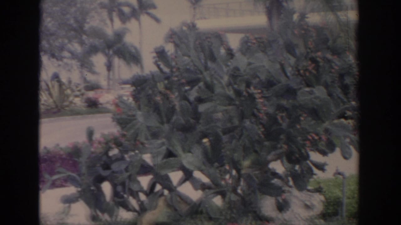 Tropical planting with prickly pear cactus, palm trees, rocks, and a pale walkway.
