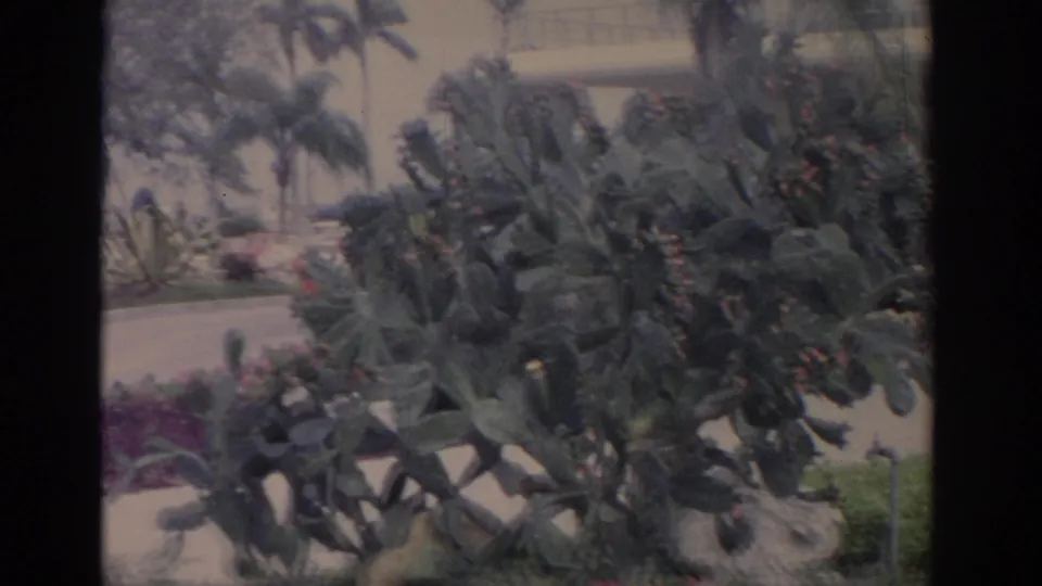 1962 Florida 8mm frame showing cactus, palms, rocks, flower beds, and a walkway near a building.