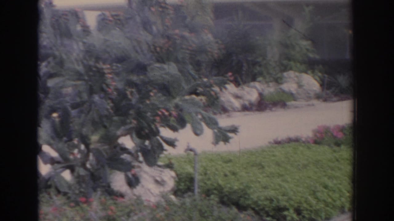 Cactus, rocks, shrubs, and a curved walkway with tropical plants in the background.