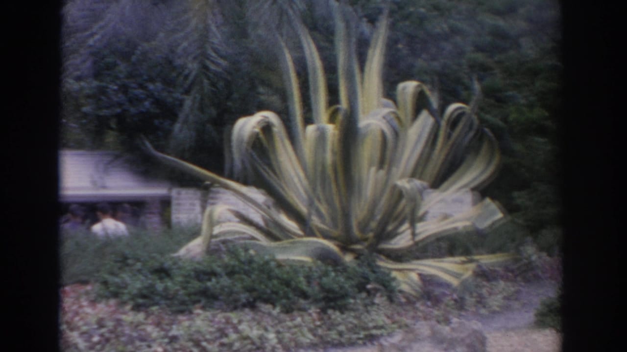 1962 Florida 8mm frame showing a large ornamental plant, surrounding greenery, and incidental visitors partly visible behind it.