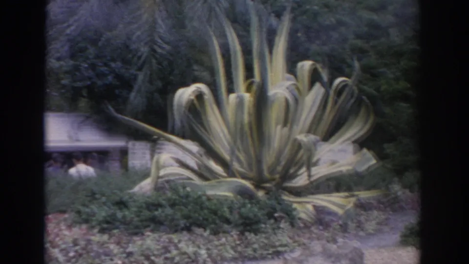 1962 Florida 8mm frame showing a large ornamental plant, surrounding greenery, and incidental visitors partly visible behind it.