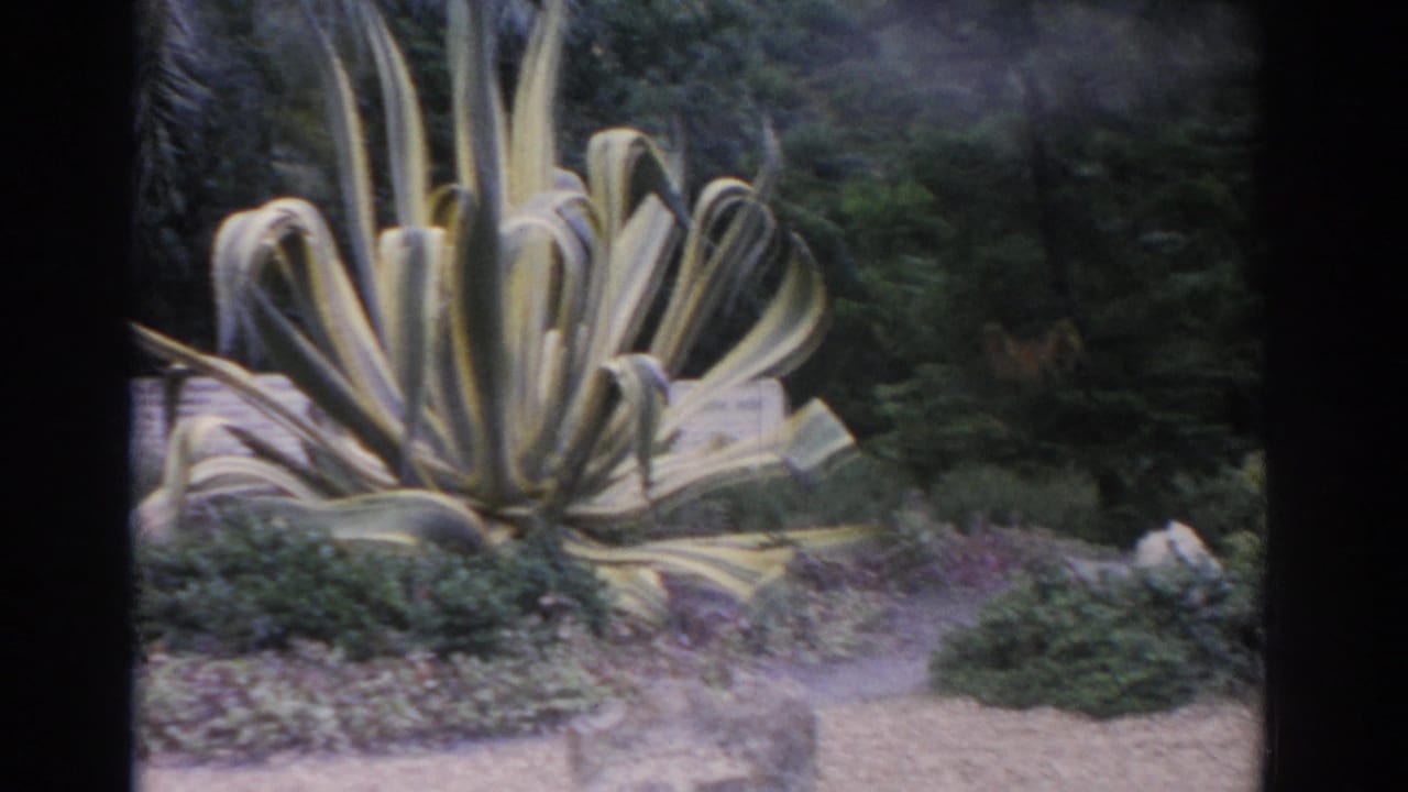 1962 Florida 8mm frame showing a variegated agave plant, gravel path, shrubs, and trees at the start of a garden pan.