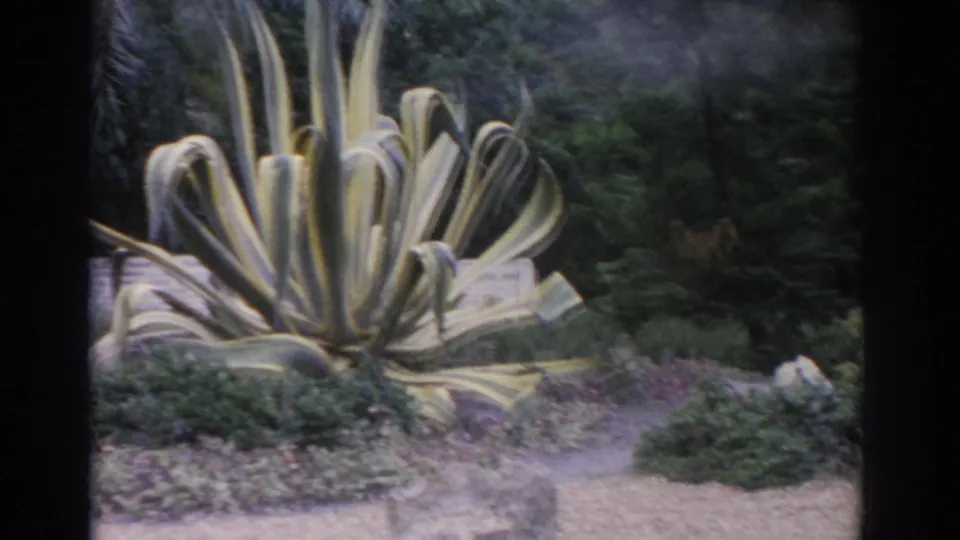 1962 Florida 8mm frame showing a variegated agave plant, gravel path, shrubs, and trees at the start of a garden pan.