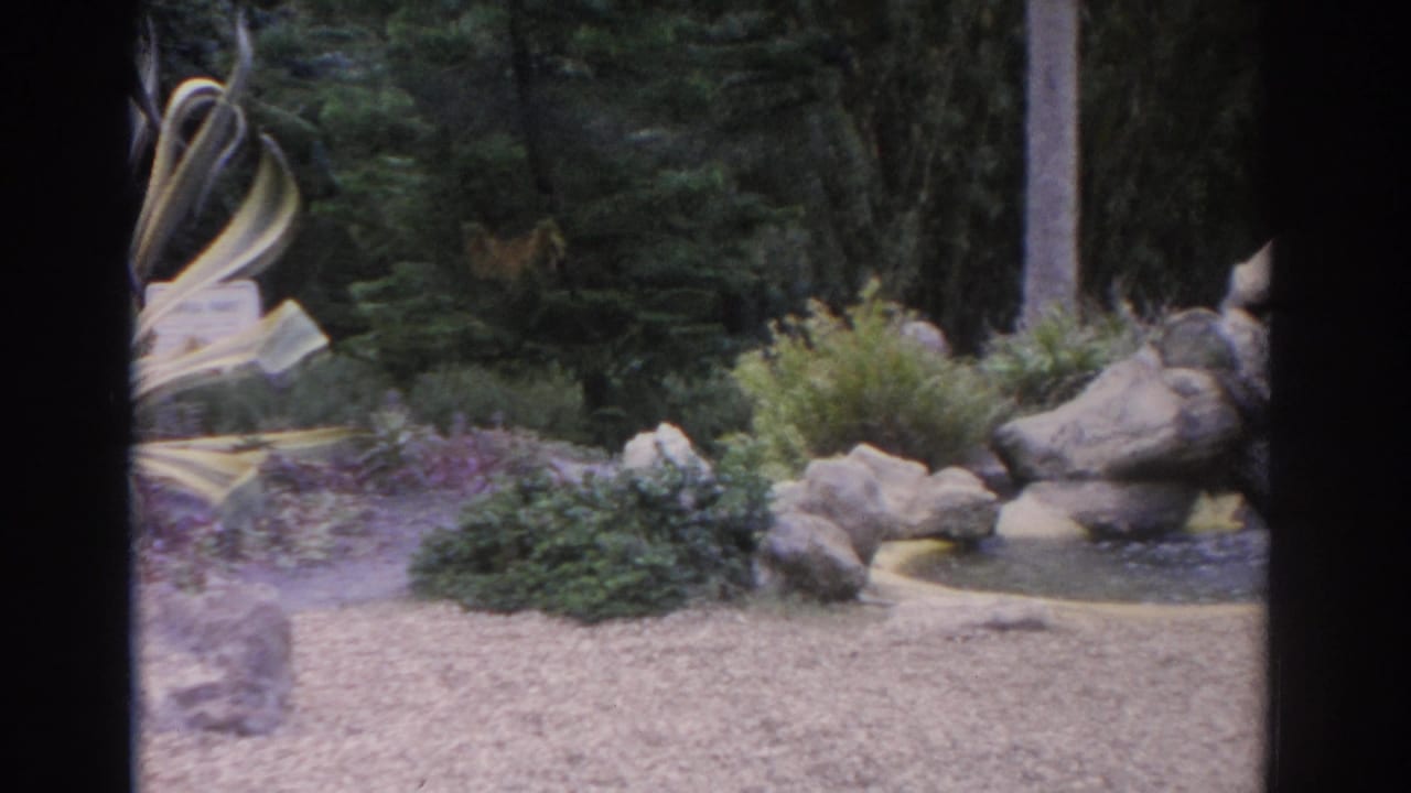 1962 Florida garden pan moving past the agave toward rocks, shrubs, a gravel path, and dense trees.