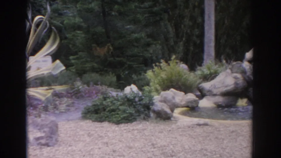 1962 Florida garden pan moving past the agave toward rocks, shrubs, a gravel path, and dense trees.