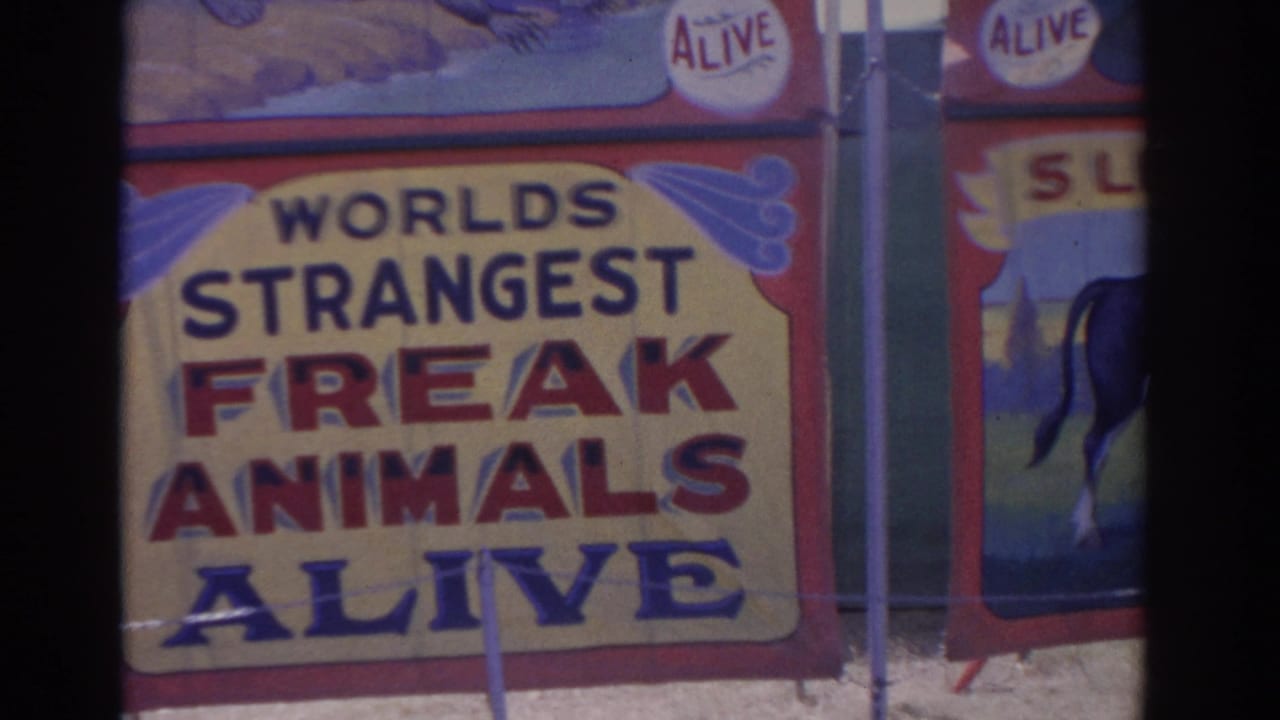 1962 Florida carnival footage showing the freak animals alive sign beside a partial painted panel of an unusual bovine attraction.