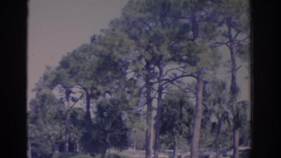 1962 Florida home-movie view of pines, palms, lawn, and distant parked cars in a quiet institutional landscape.