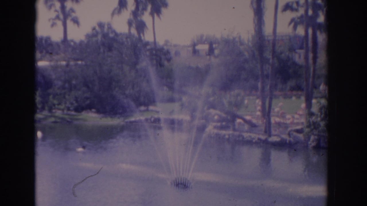 Lake fountain sprays in front of palms, landscaped islands, and distant flamingos.