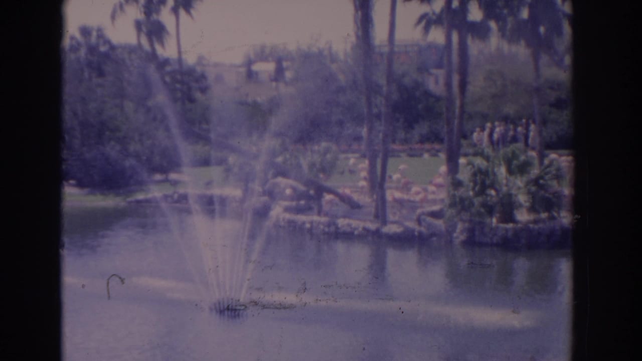 Fountain sprays across a lake toward palms, flamingos, and distant park visitors.