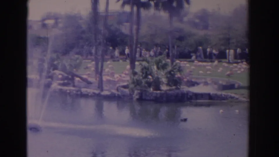 1962 Florida home-movie frame showing a landscaped lake, fountain spray, palms, flamingos, and visitors gathered along a park path.