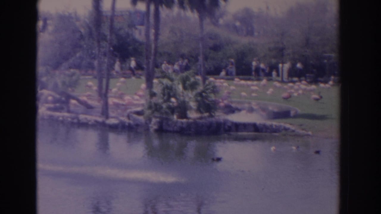 1962 Florida 8mm frame showing a pond, distant flamingos on grass, ducks, palms, shrubs, and visitors in the background.