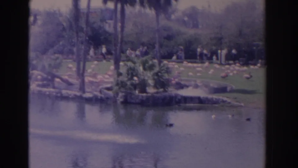 1962 Florida 8mm frame showing a pond, distant flamingos on grass, ducks, palms, shrubs, and visitors in the background.