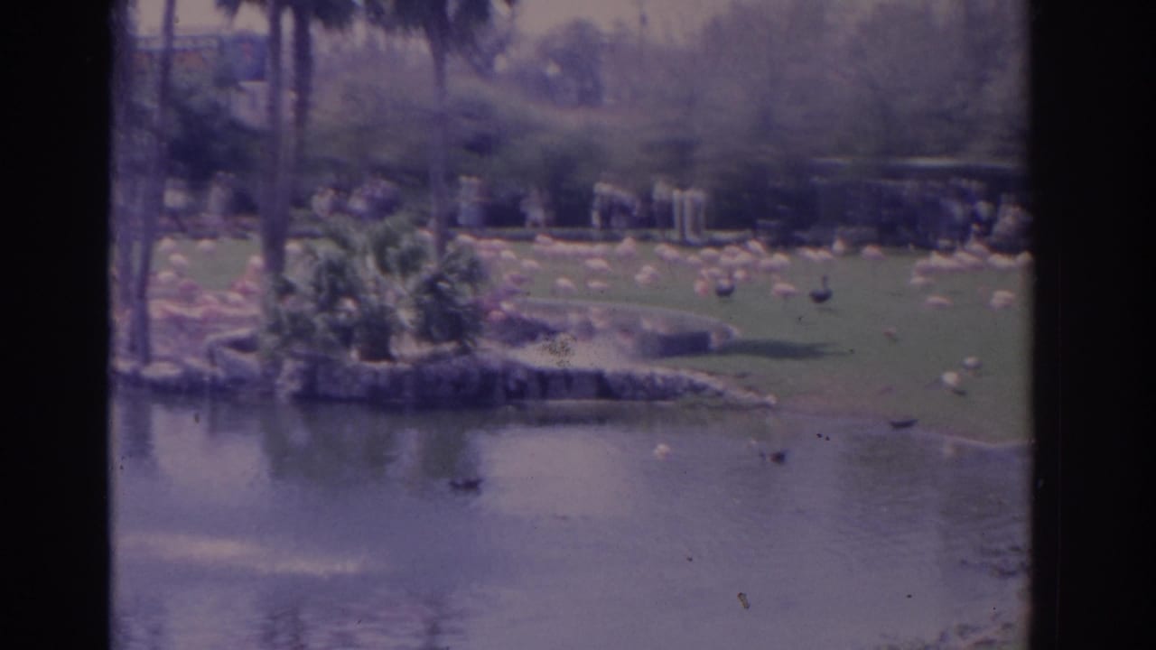 Small landscaped island beside a pond with flamingos and visitors behind it.