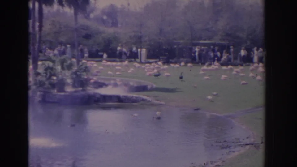 Soft 8mm frame of a Florida park pond curving past a lawn with flamingos, ducks, palms, shrubs, and distant park visitors.