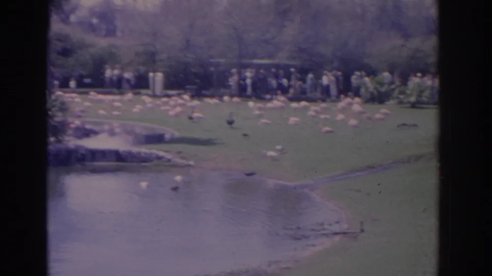 1962 Florida home-movie frame with a wider view of flamingos and ducks across a manicured lawn beside pond water and paths.