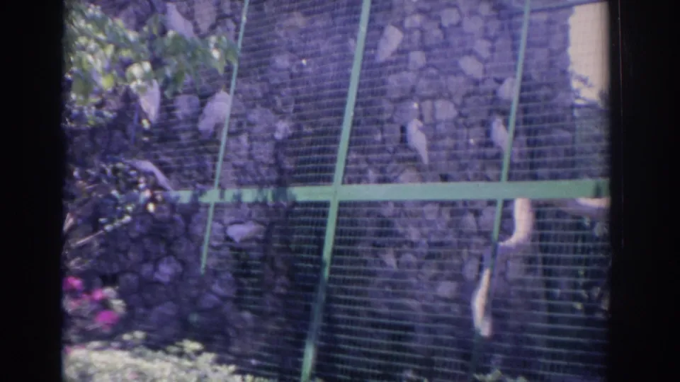 1962 Florida home-movie view of white birds perched inside a green wire enclosure set before a rough stone wall.