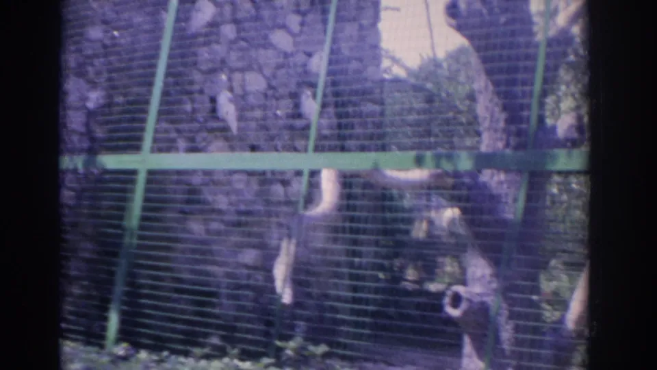 1962 Florida frame showing several white birds inside a green mesh aviary, with stonework and foliage visible behind them.