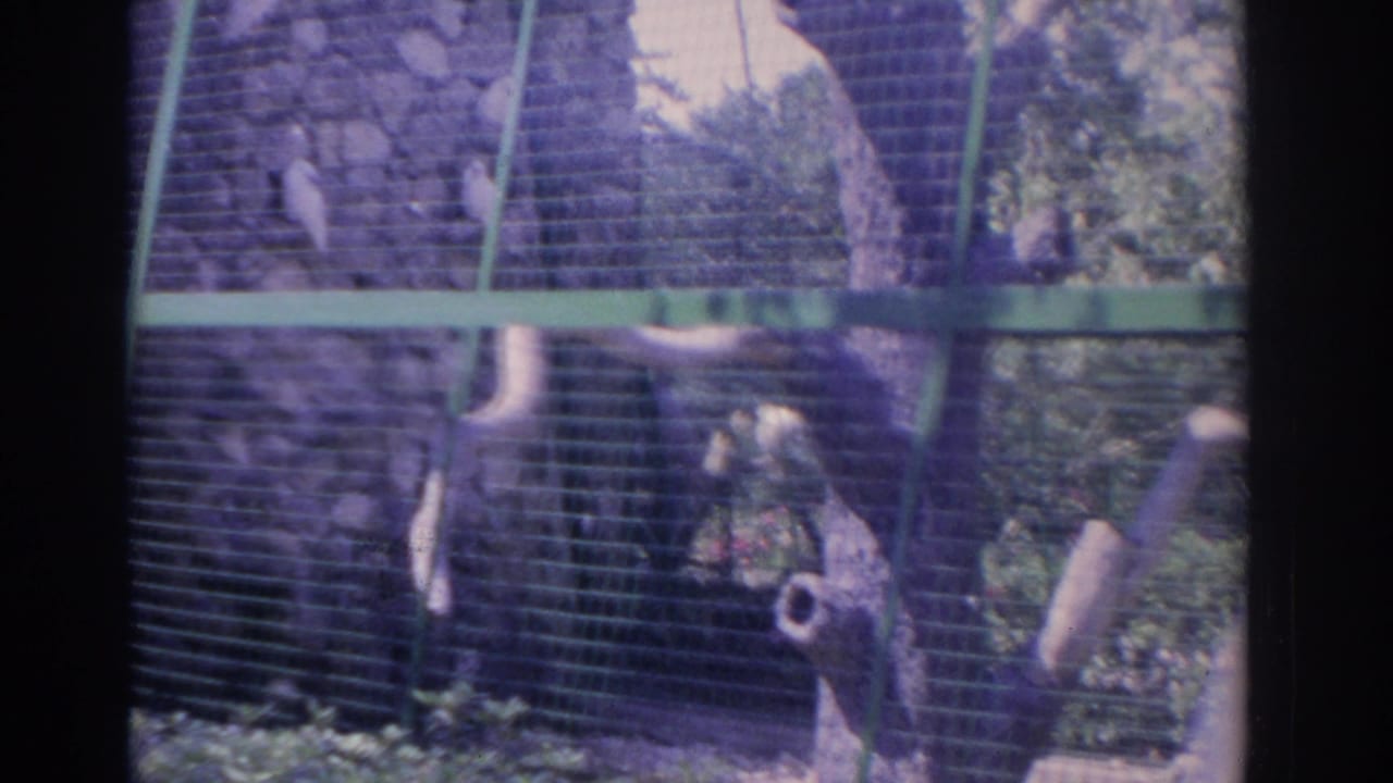 1962 Florida 8mm frame showing a visitor near a wire animal enclosure with trees, branches, and a cage structure in view.
