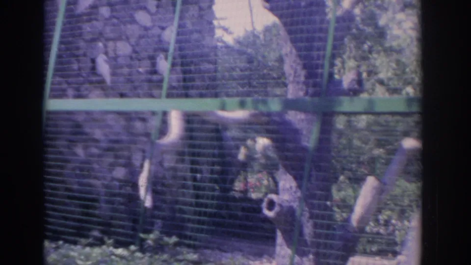 1962 Florida 8mm frame showing a visitor near a wire animal enclosure with trees, branches, and a cage structure in view.