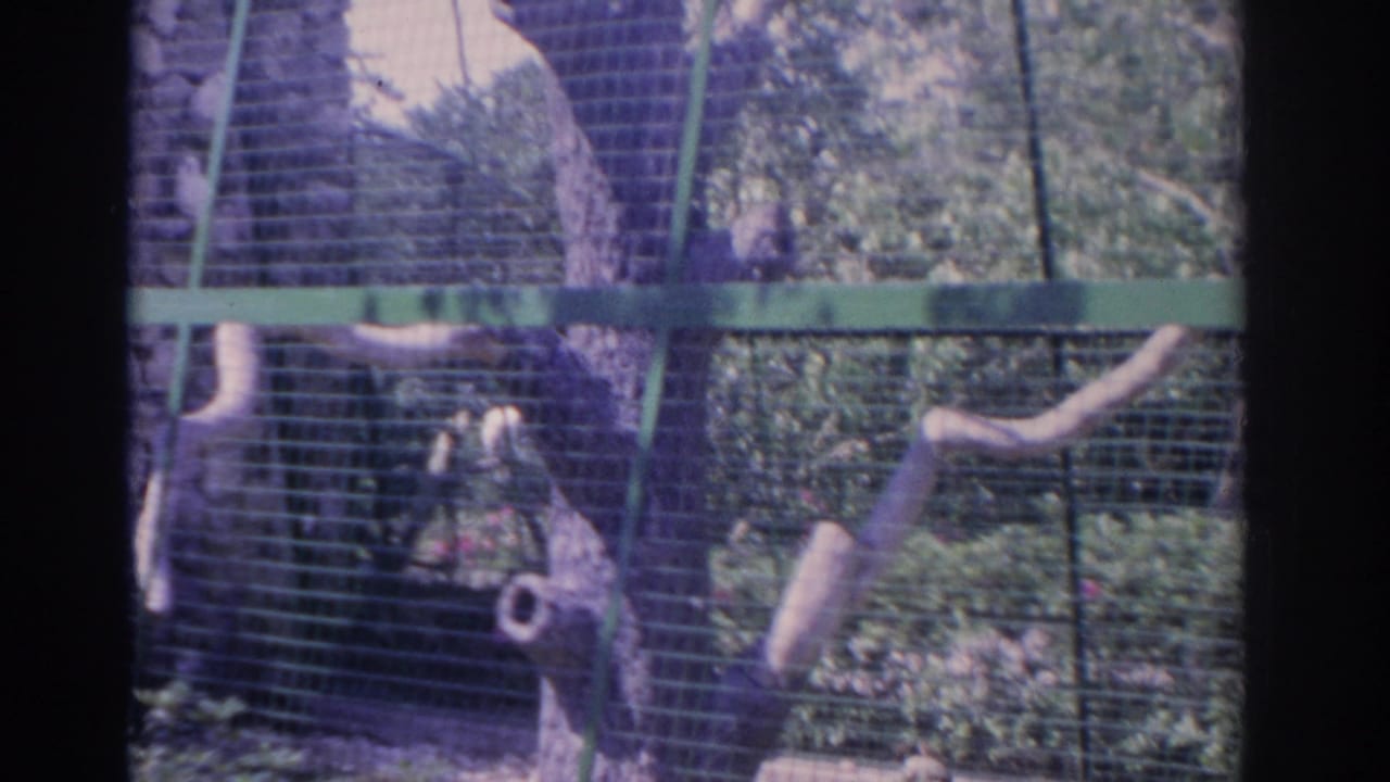 Wire cage with branches and greenery, with a visitor partly visible near the enclosure.
