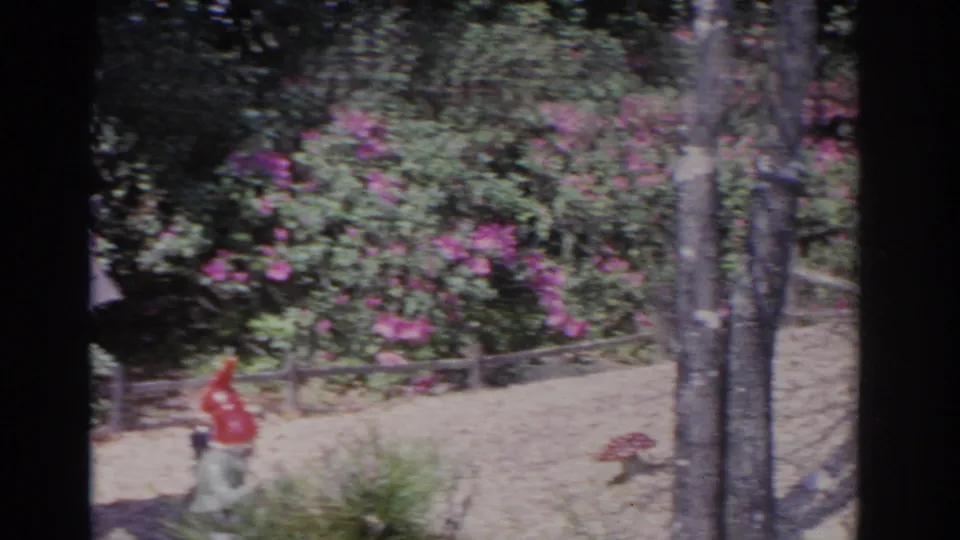 1962 Florida 8mm frame showing a red-capped garden gnome, mushroom ornament, tree trunks, pink flowering shrubs, gravel, and a low wooden fence.